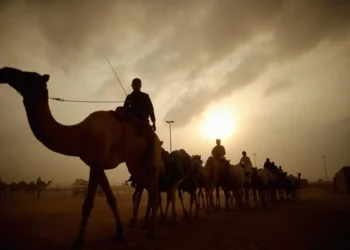 Mohammed bin Rashid issues decree on Dubai Camel Racing Club