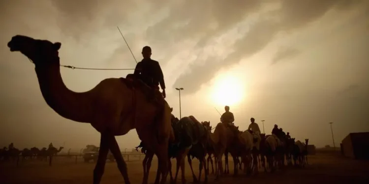 Mohammed bin Rashid issues decree on Dubai Camel Racing Club